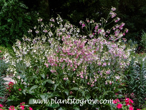 'Bella Flowering Tobacco (Nicotiana)